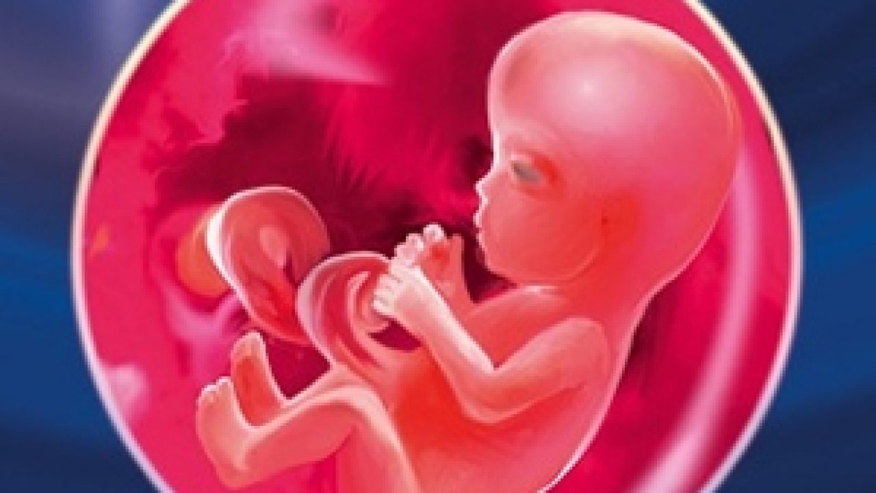 Saptamana 11 De Sarcina Babystem Ro