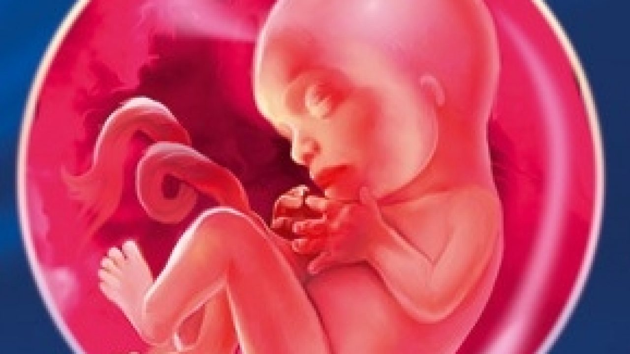 Săptămana De Sarcină Babystem