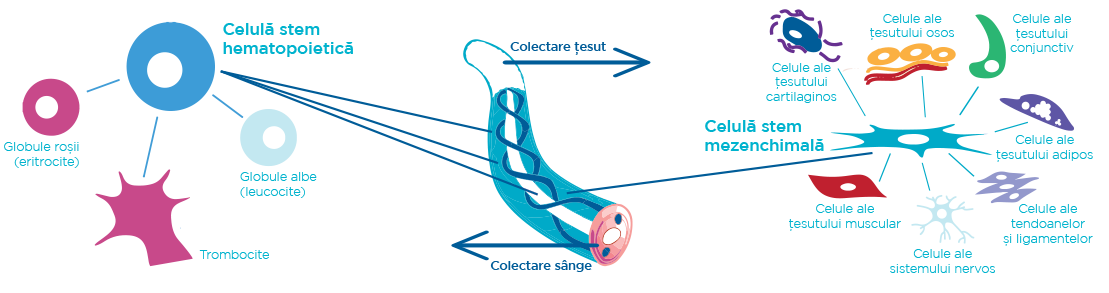 Celule Stem Mezenchimale Baby Stem